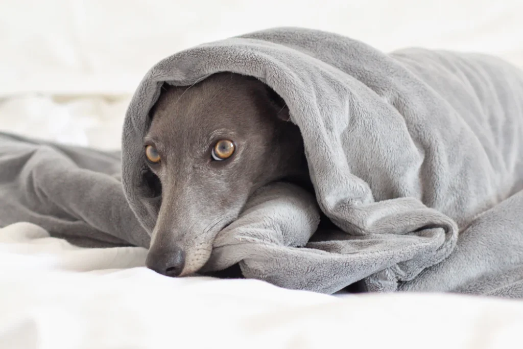 best weighted blankets for dogs sleeping zones